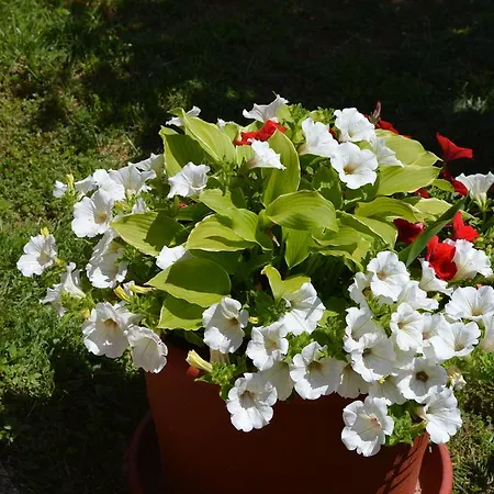 Apartament Mirna